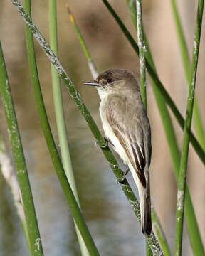 Image of Eastern Phoebe