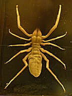 صورة Galeodes graecus C. L. Koch 1842