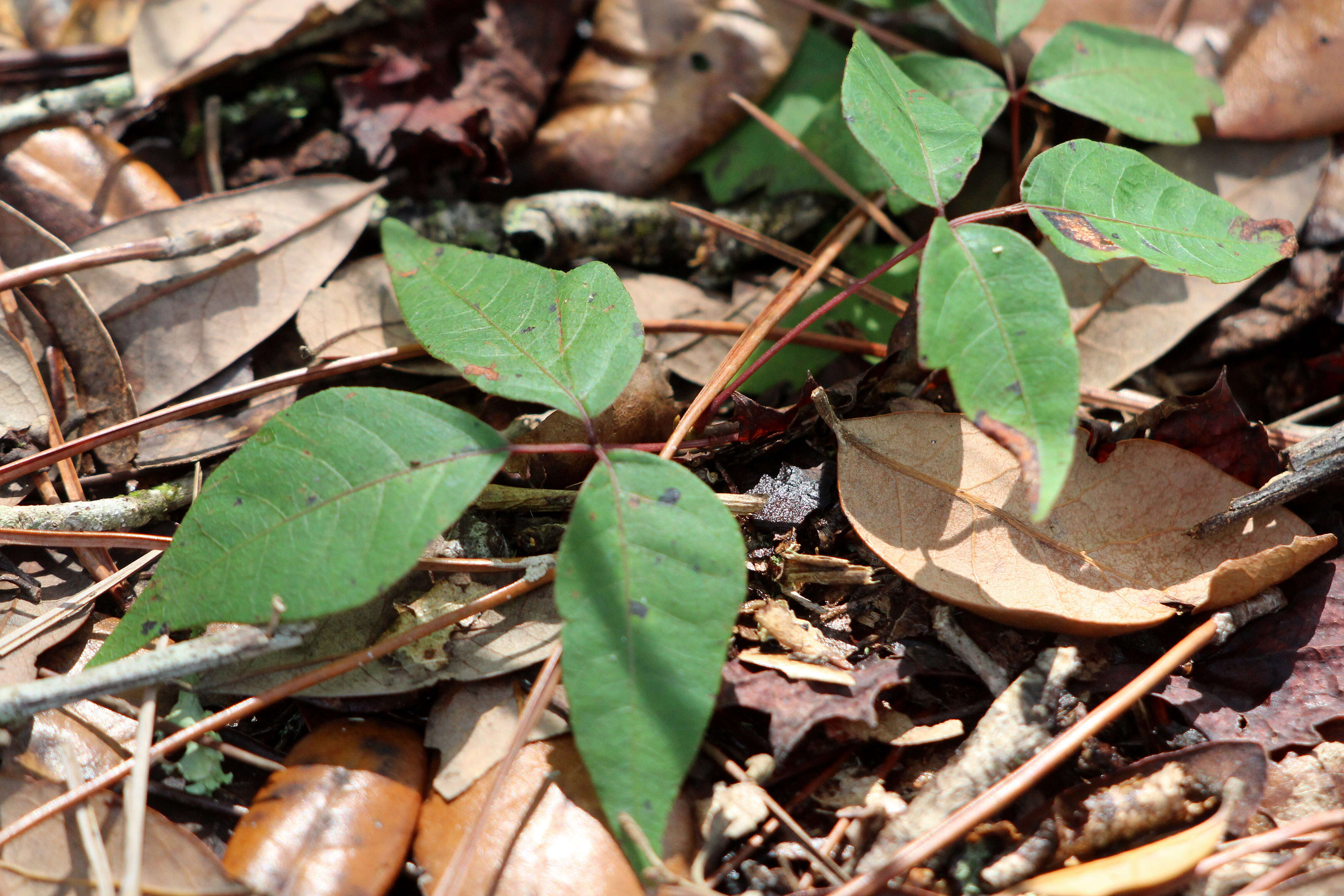 Image of eastern poison ivy