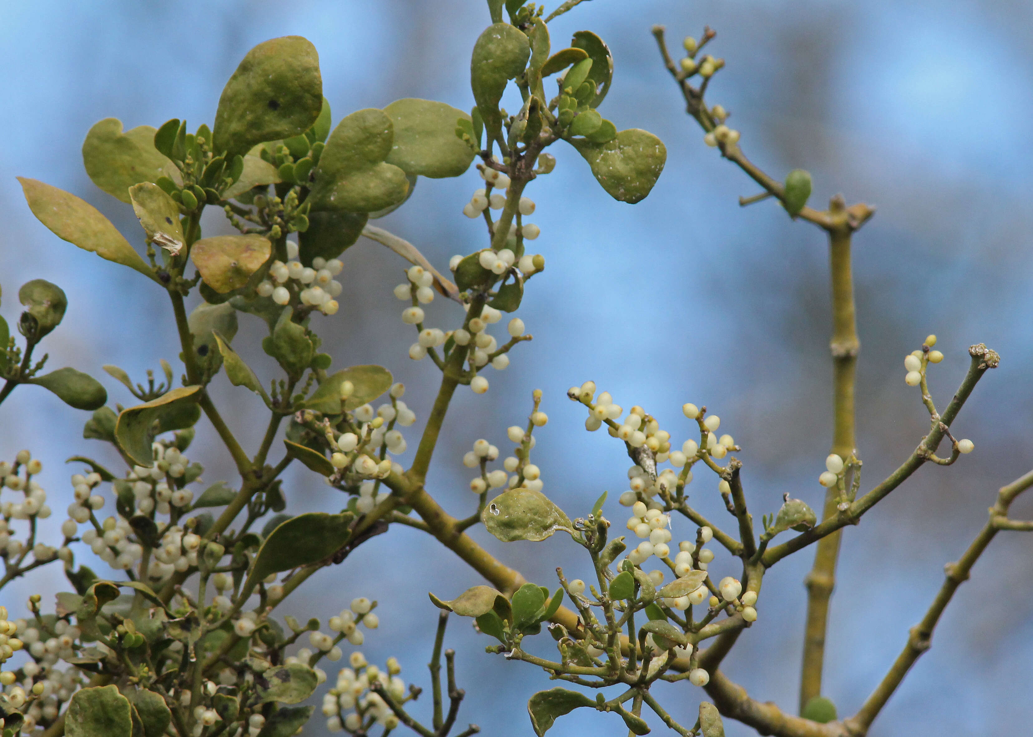 Image of oak mistletoe