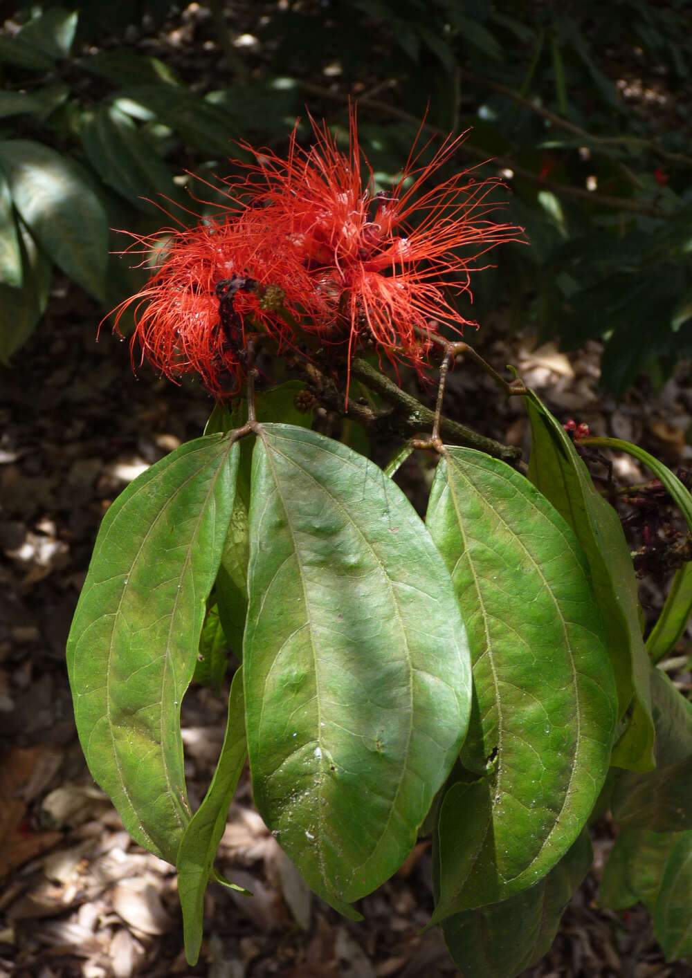 Imagem de Calliandra trinervia Benth.