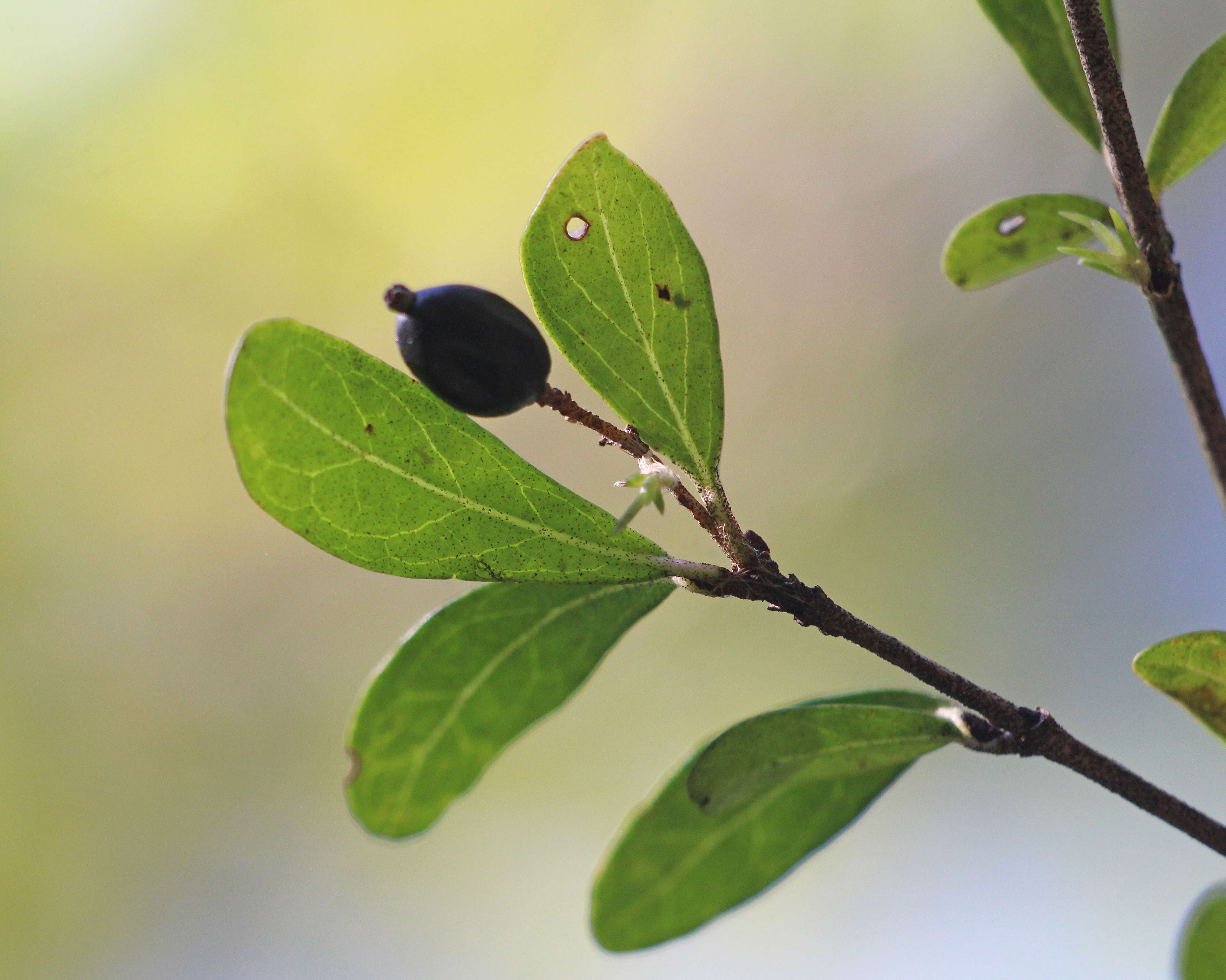 صورة Viburnum obovatum Walt.