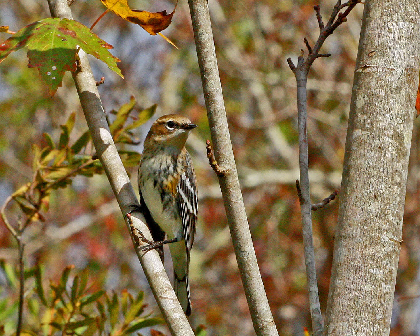 Image of Myrtle Warbler