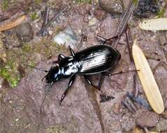 Image of Pterostichus (Bothriopterus) oblongopunctatus (Fabricius 1787)