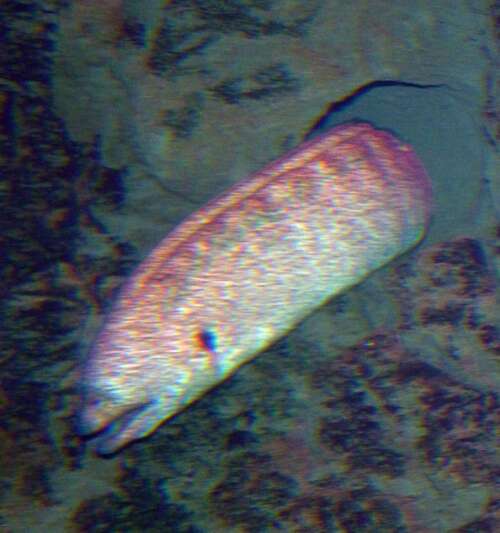 Image of Yellow edged moray