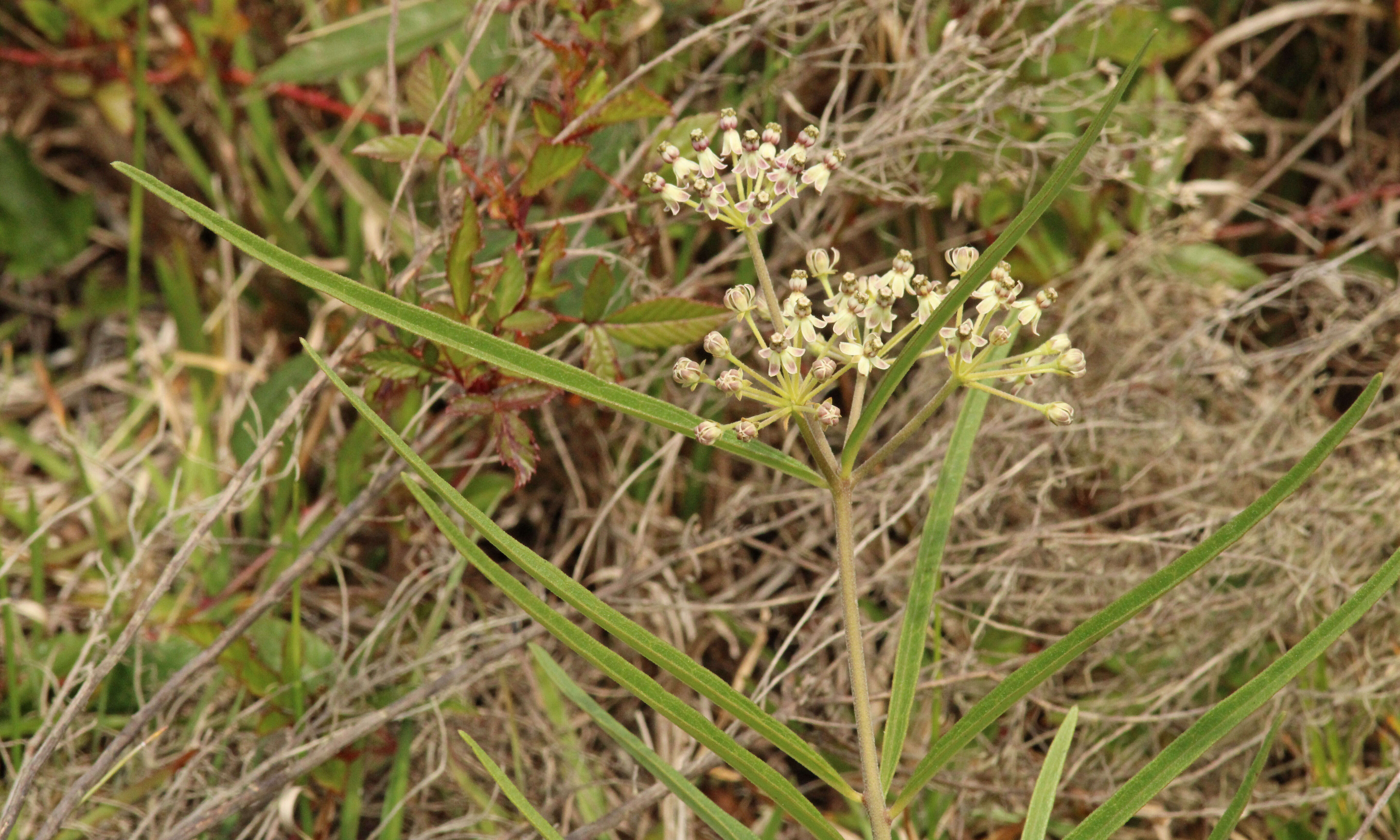 Imagem de Asclepias longifolia Michx.