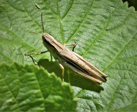 Image of lesser marsh grasshopper