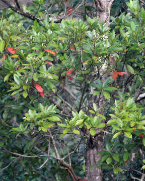 Image of Loblolly Bay