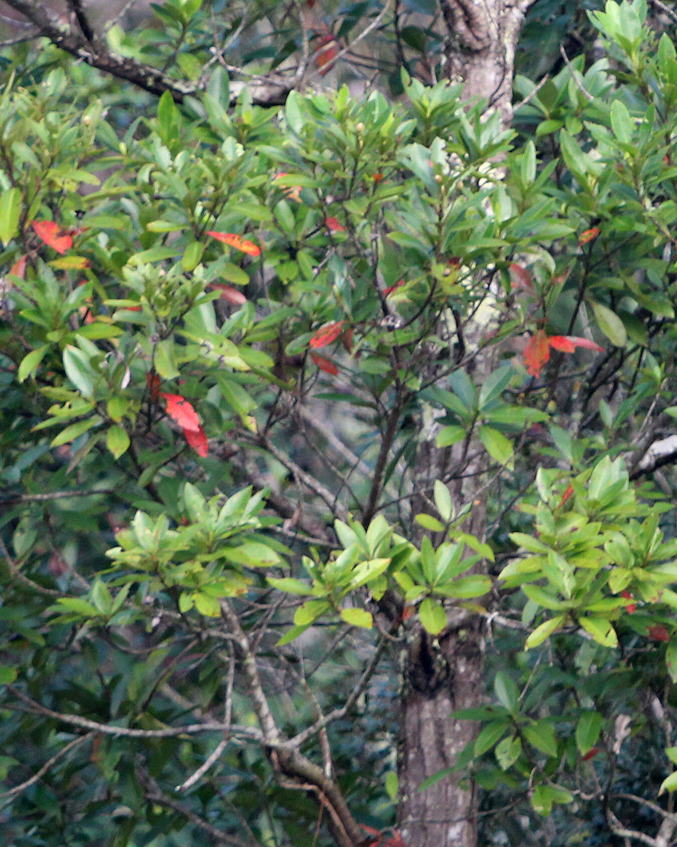 Image of Loblolly Bay