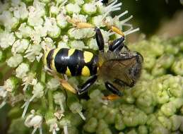 Plancia ëd Crabro cribrarius (Linnaeus 1758)