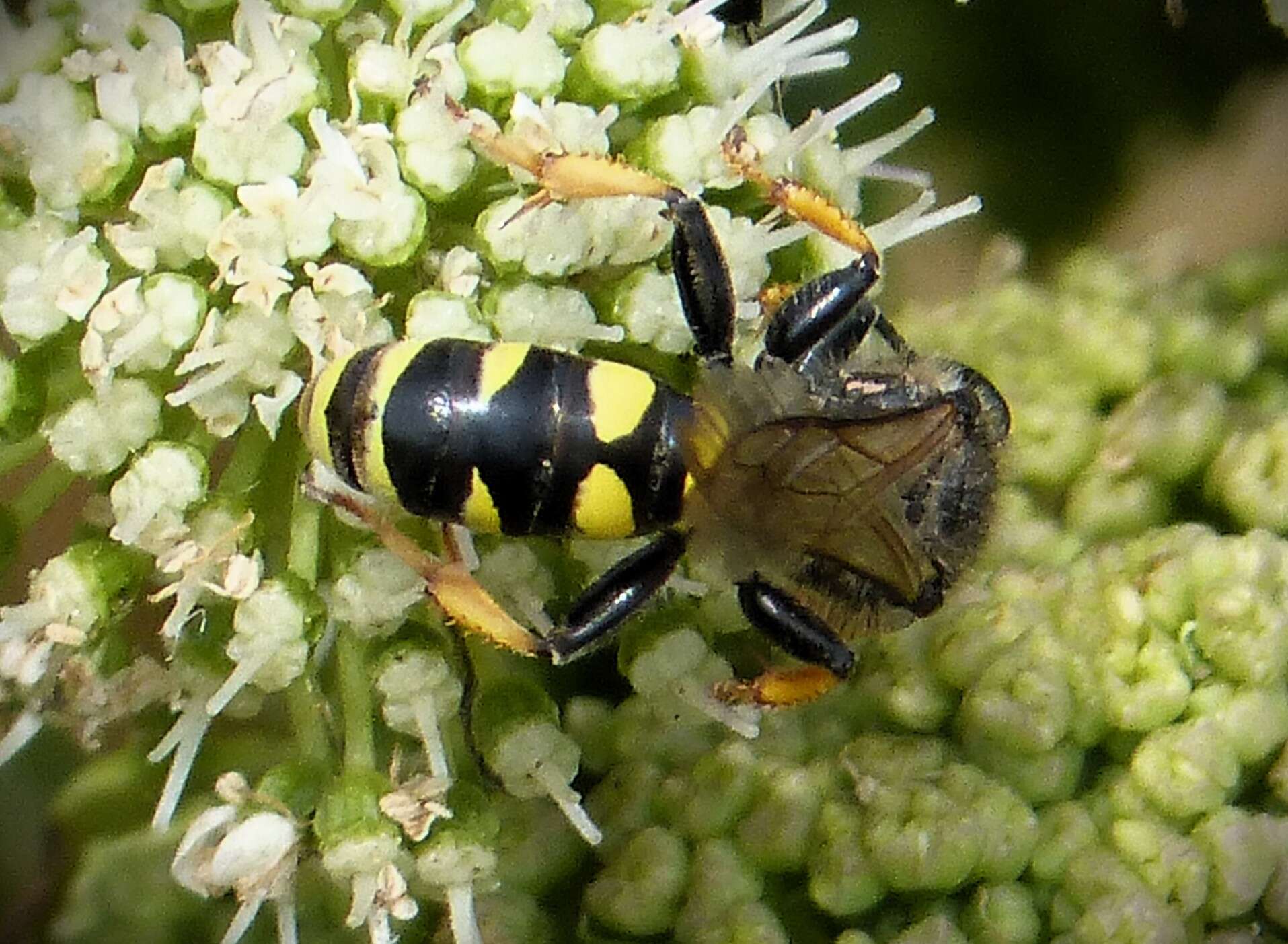 Image of Crabro cribrarius (Linnaeus 1758)