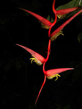 Image of Heliconia trichocarpa G. S. Daniels & F. G. Stiles