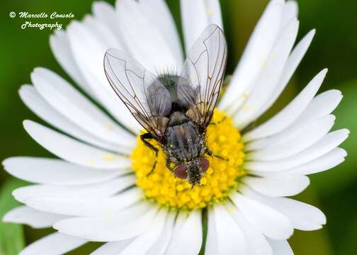 صورة Bellardia pandia (Walker 1849)