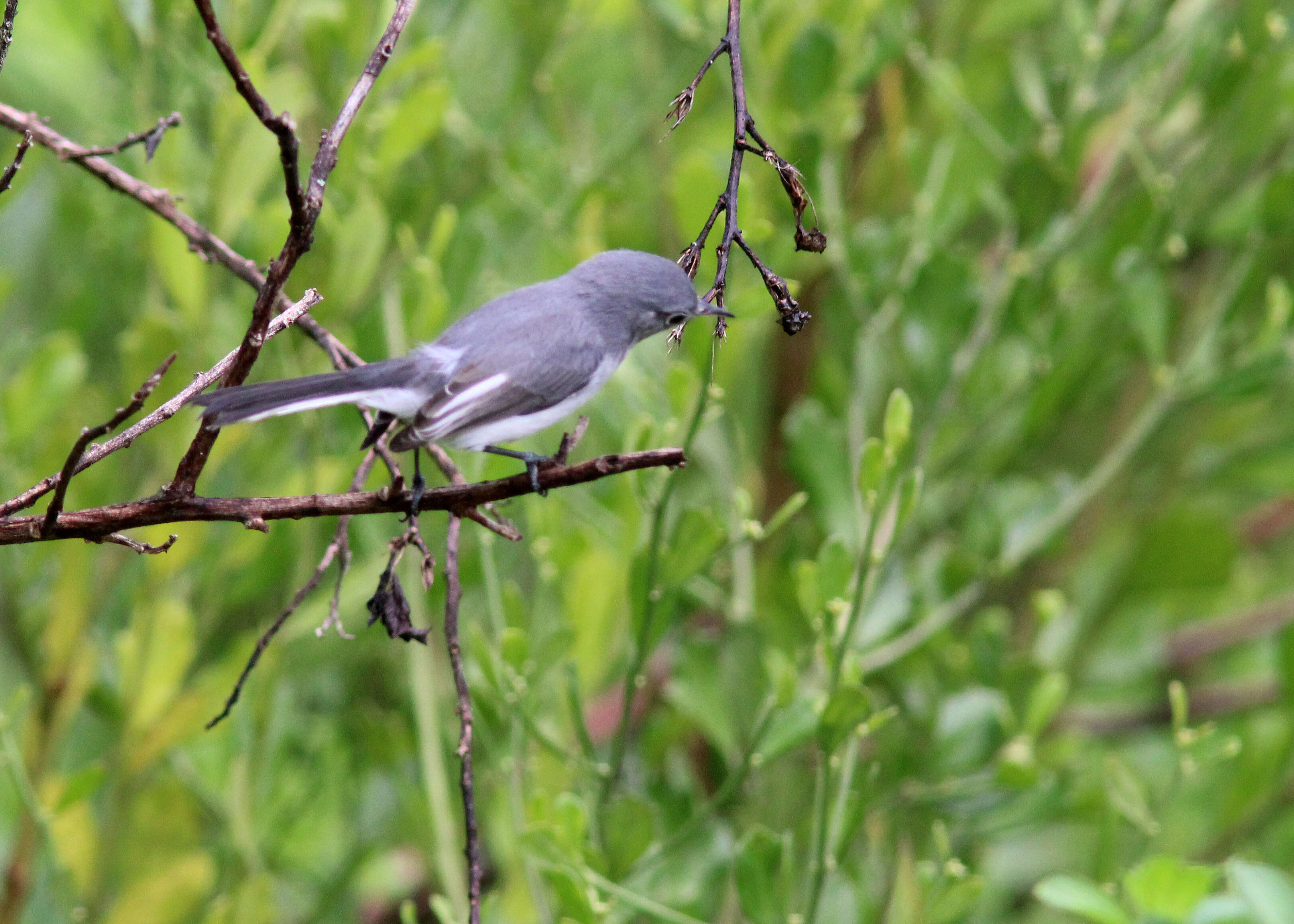 Image of Polioptila Sclater & PL 1855