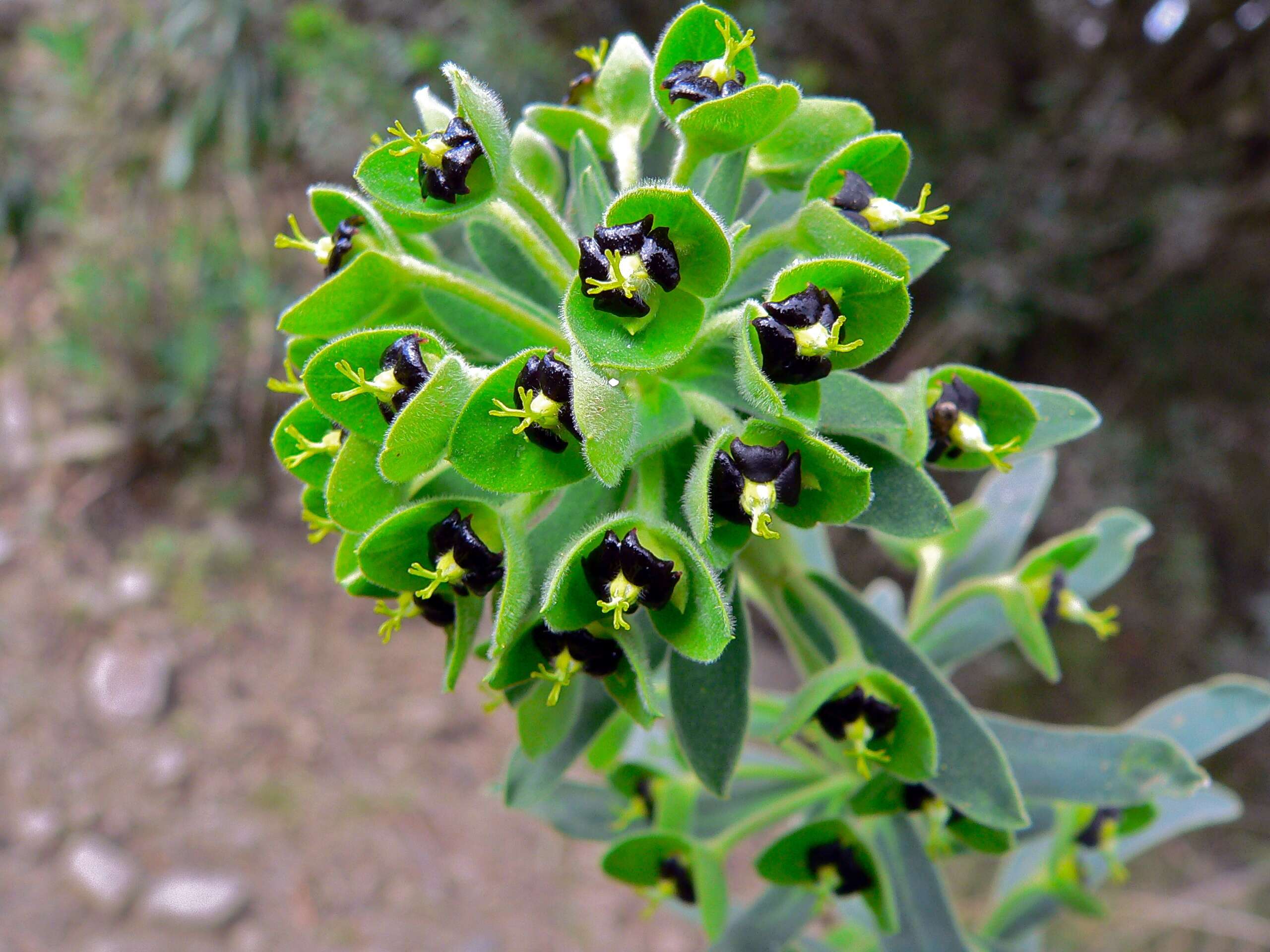 Image of Albanian spurge