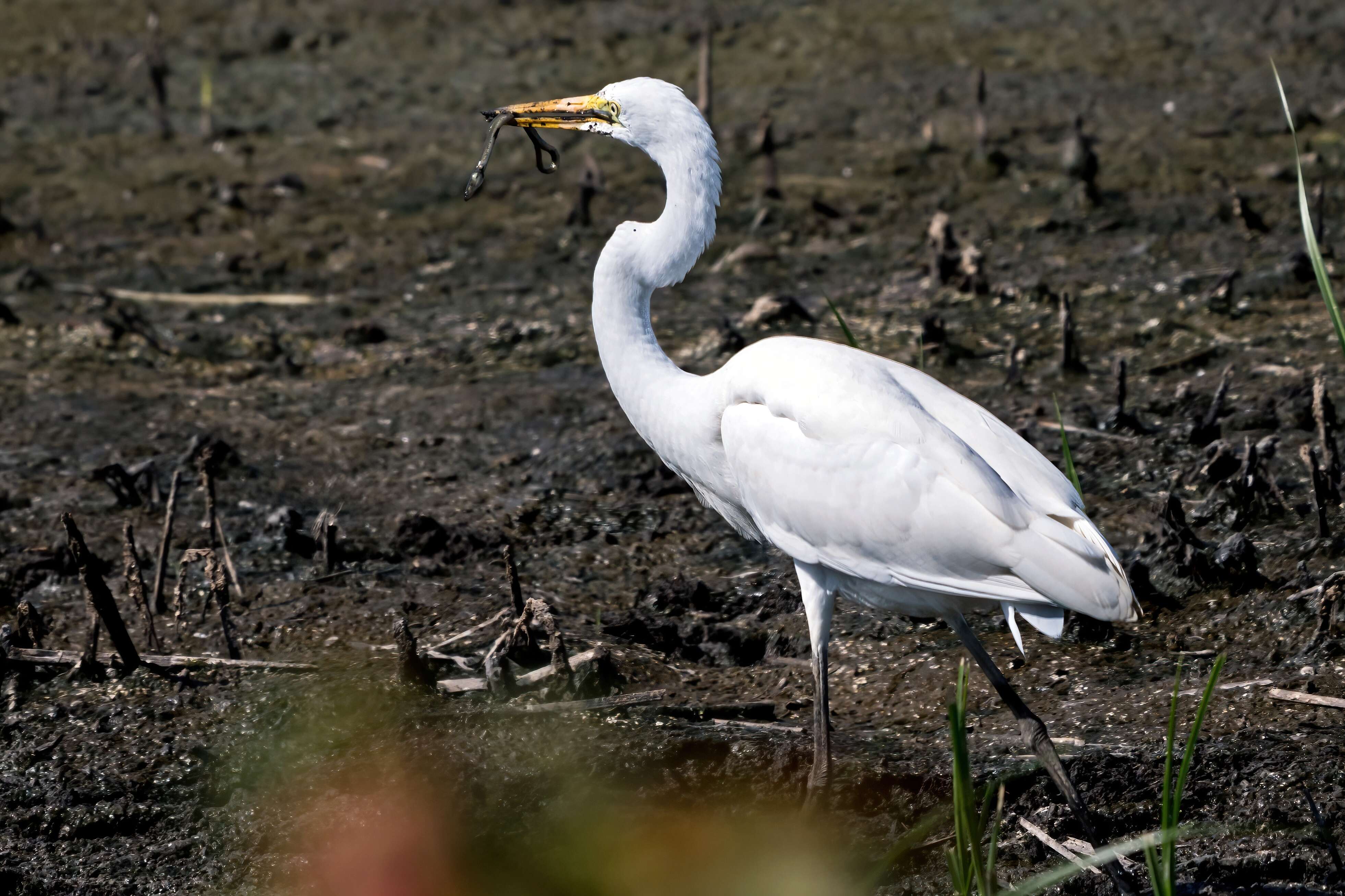 Image of Great Egret