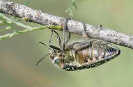 Image of Julodis lucasi Saunders 1871