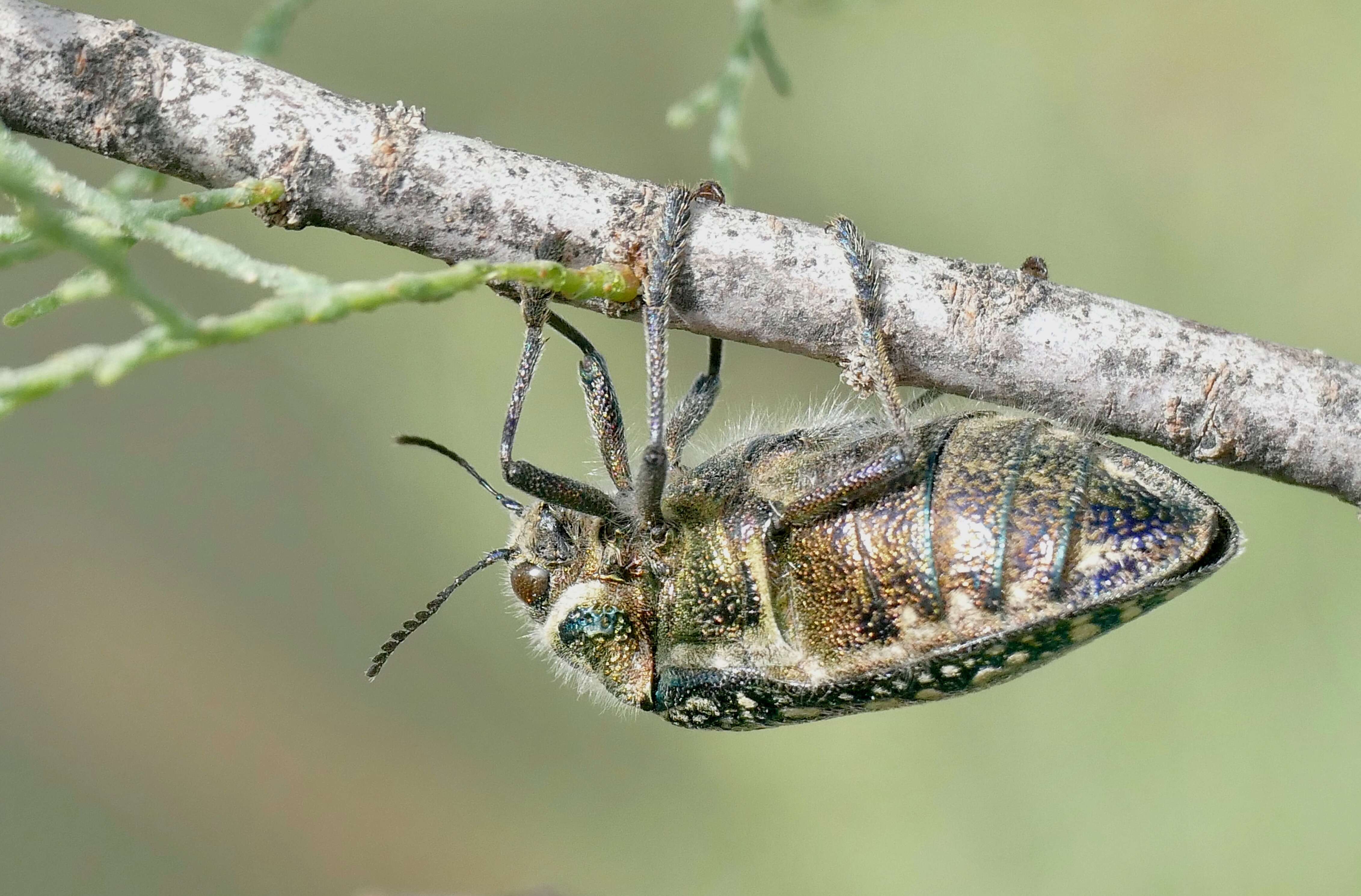 Image of Julodis lucasi Saunders 1871