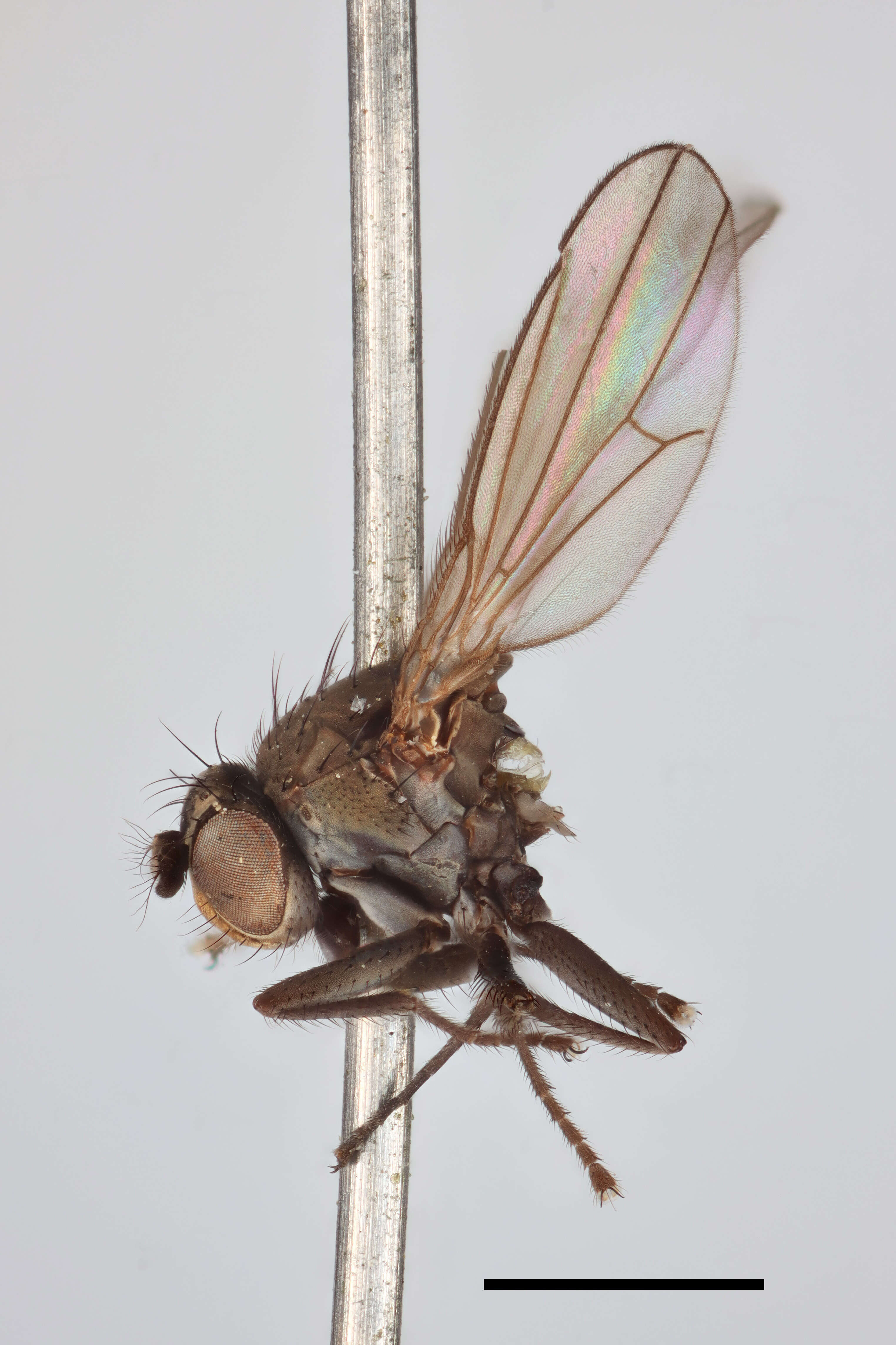 Image of <i>Notiphila fusca</i> Stenhammar 1844