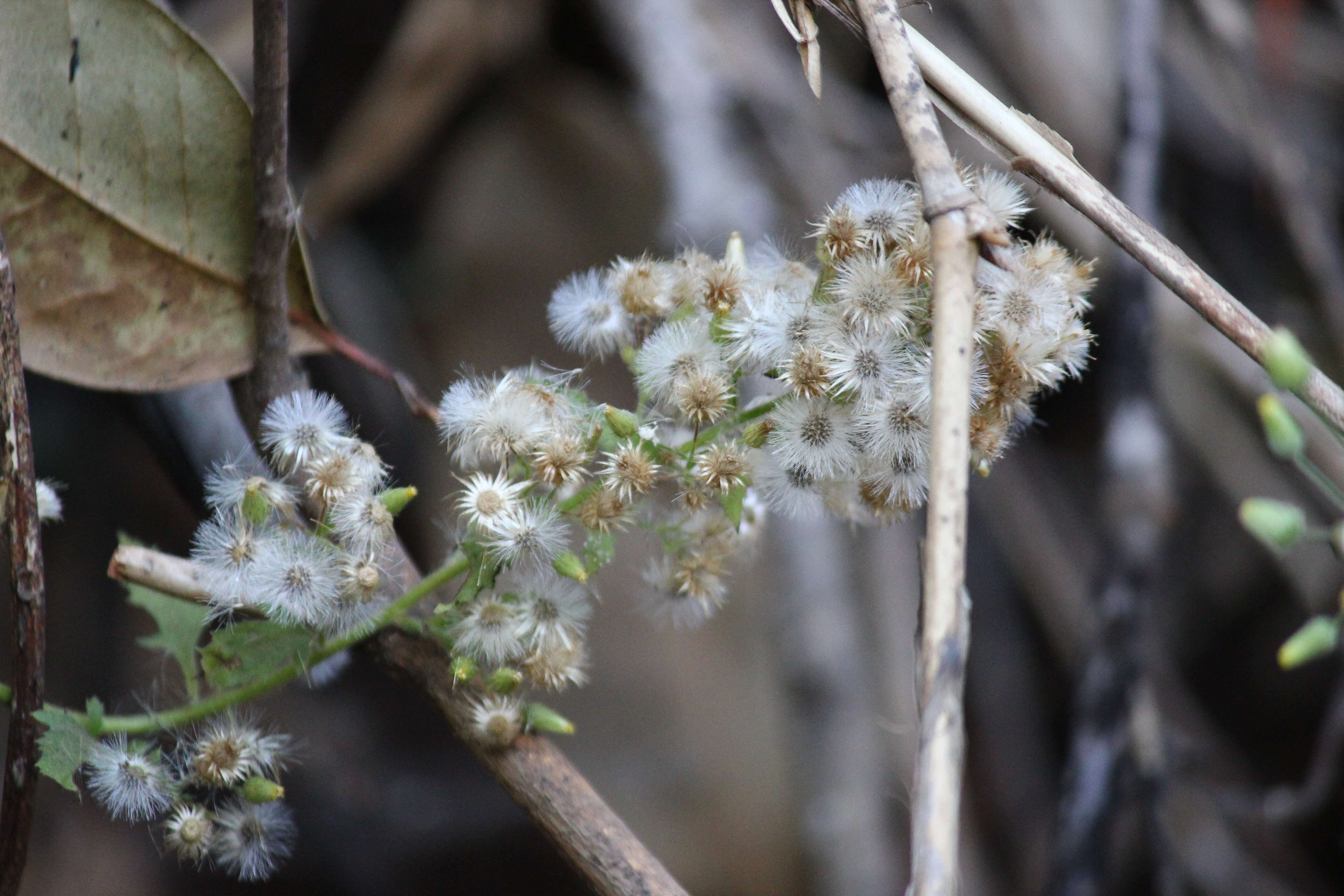 Pluchea paniculata (Willd.) Karthik. & Moorthy resmi