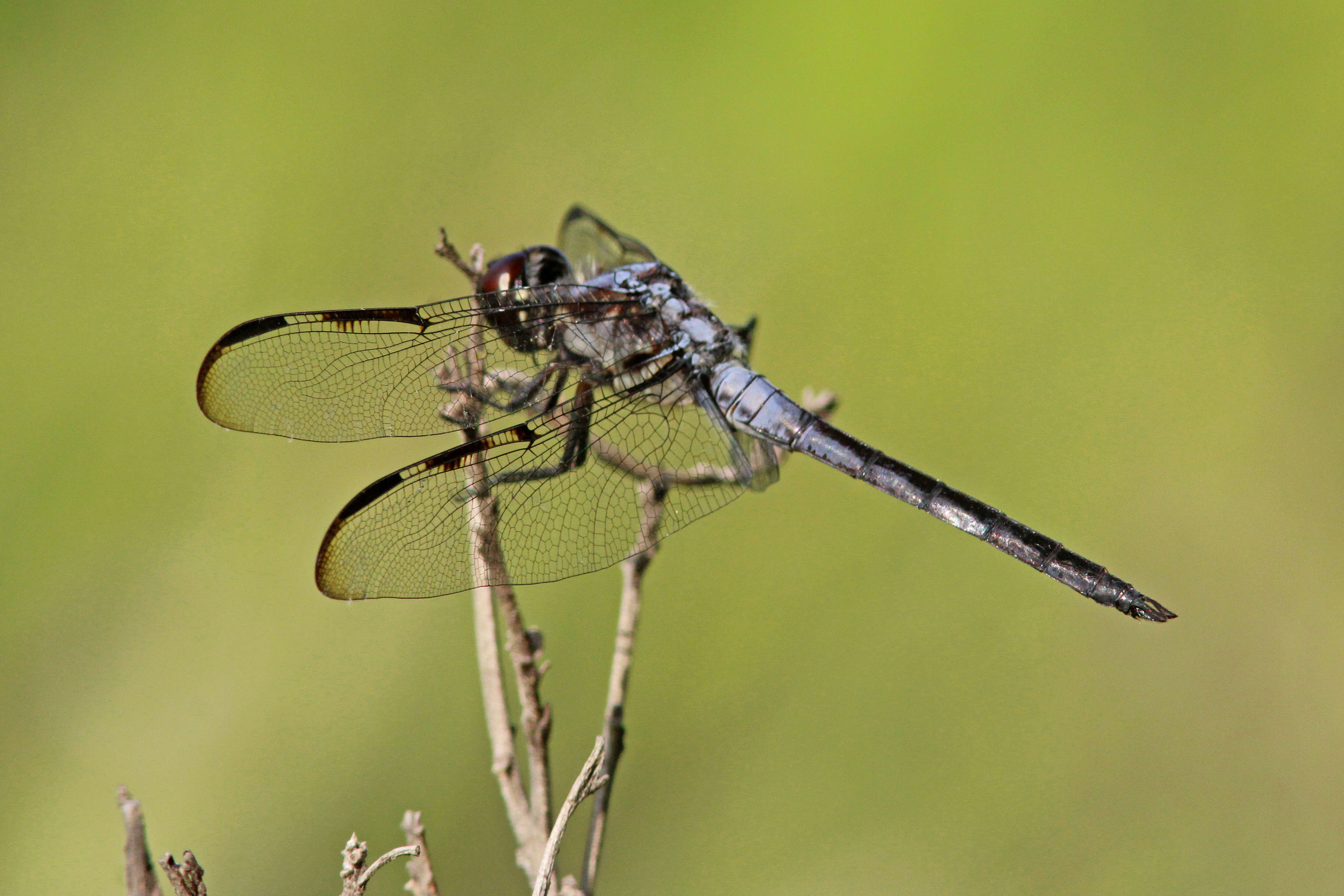 Image of Bar-winged Skimmer