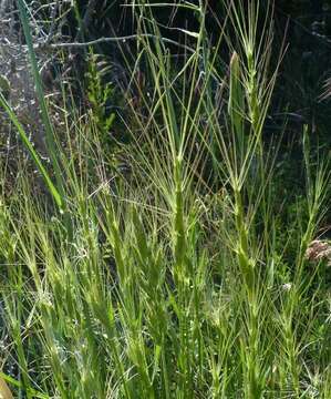 Image of barbed goatgrass