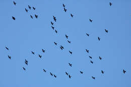 Image de Anhinga d'Amérique