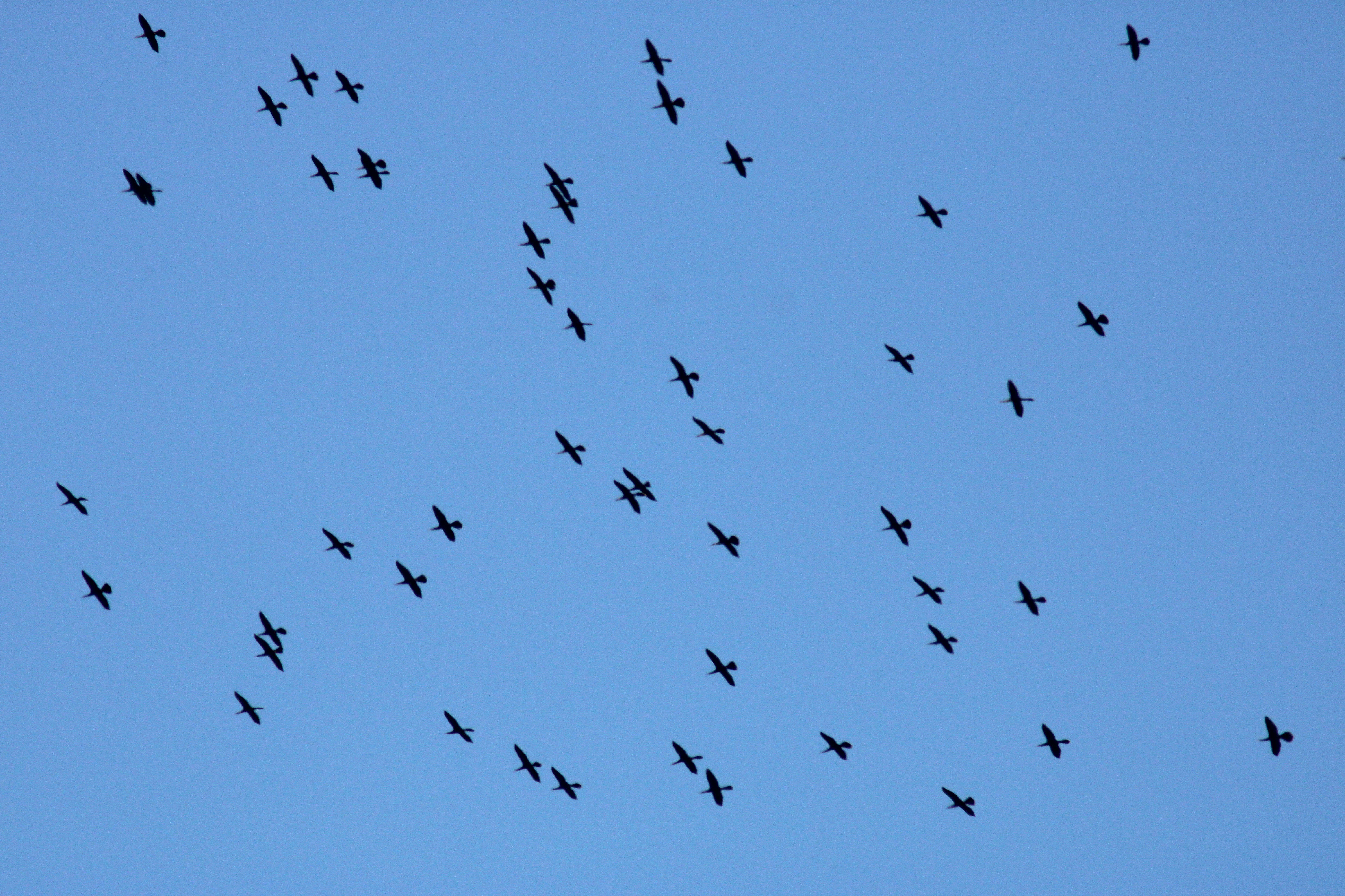 Image de Anhinga d'Amérique