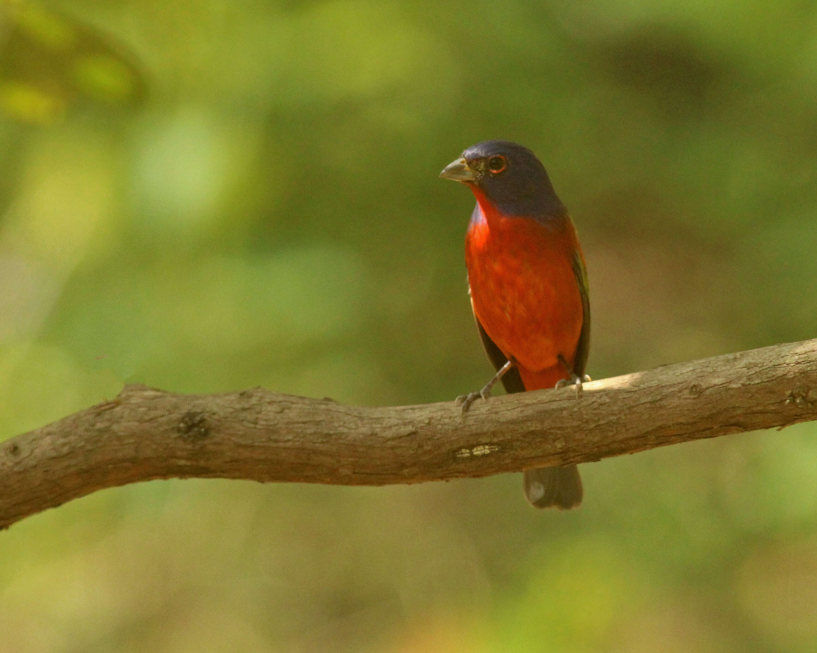 Image of Painted Bunting