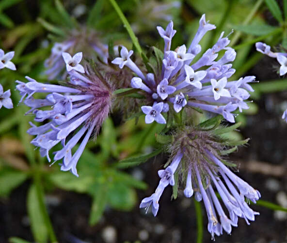 Plancia ëd Asperula orientalis Boiss. & Hohen.