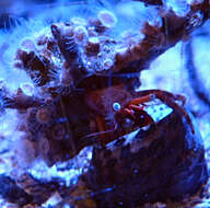 Image of Mediterranean intertidal hermit crab