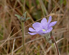 Image de Pinguicula caerulea Walt.