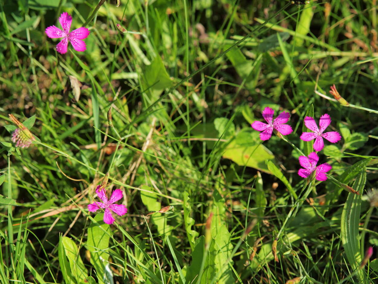 Image of maiden pink