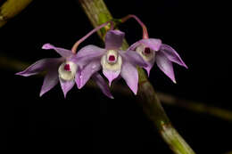 صورة Dendrobium hercoglossum Rchb. fil.