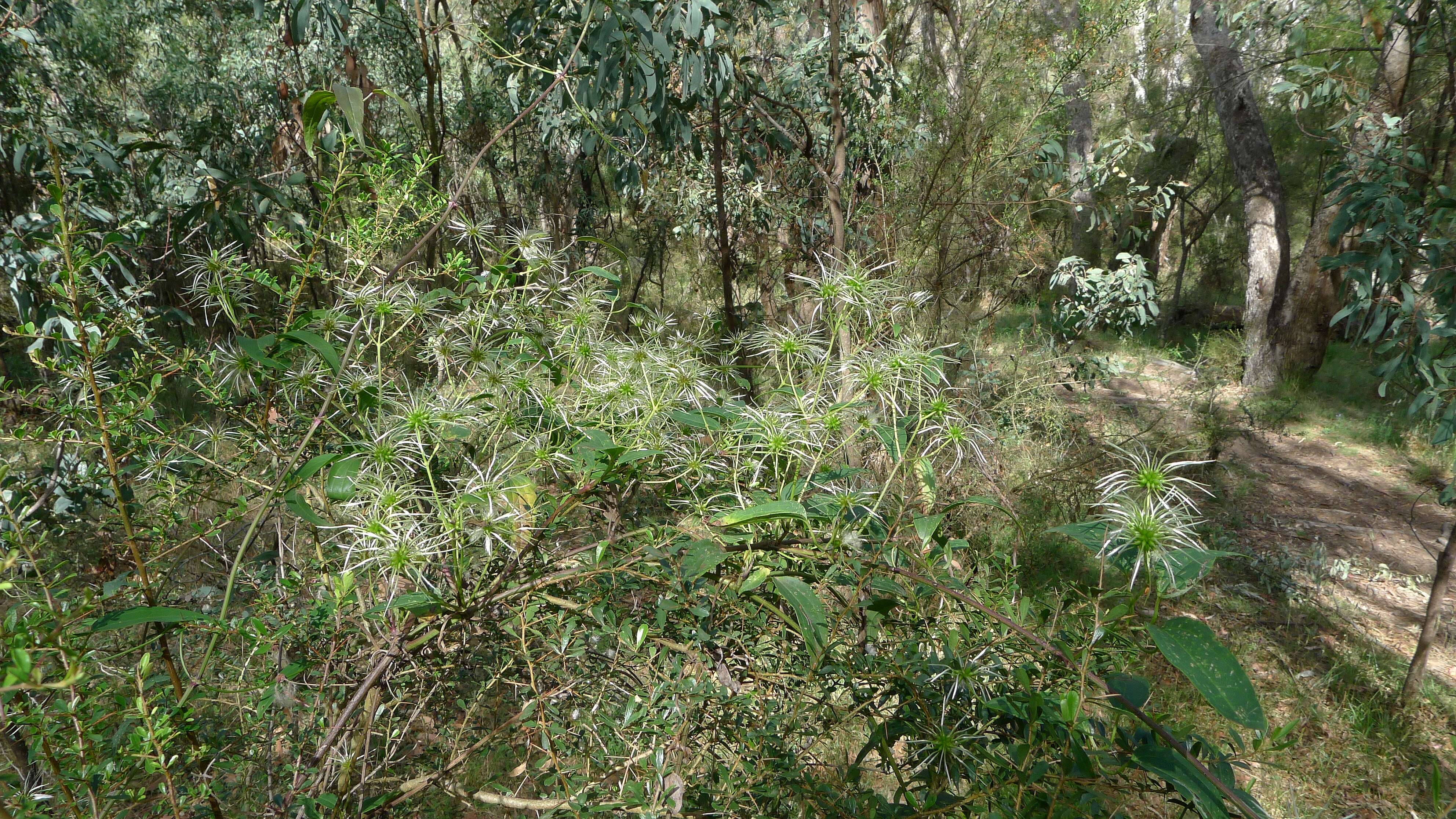 Image of Clematis glycinoides DC.