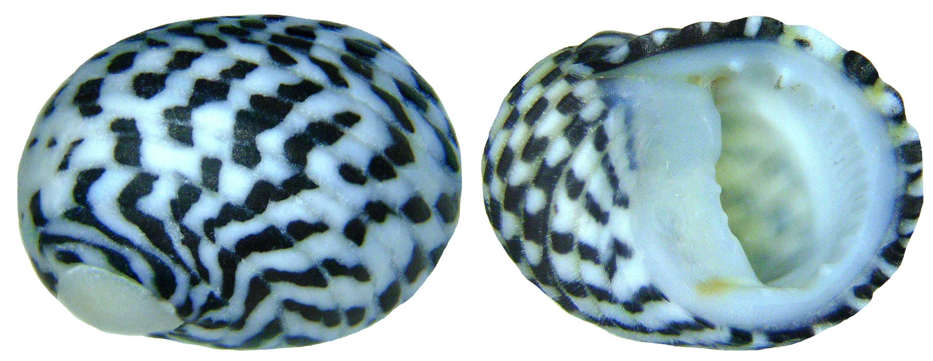 Image of checkered nerite