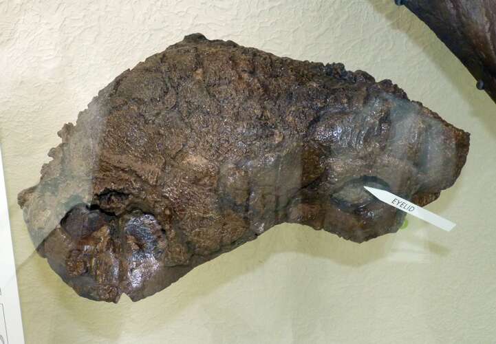 Euoplocephalus tutus (Lambe 1902) resmi