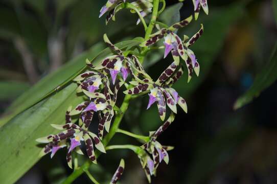 Image of Prosthechea prismatocarpa (Rchb. fil.) W. E. Higgins