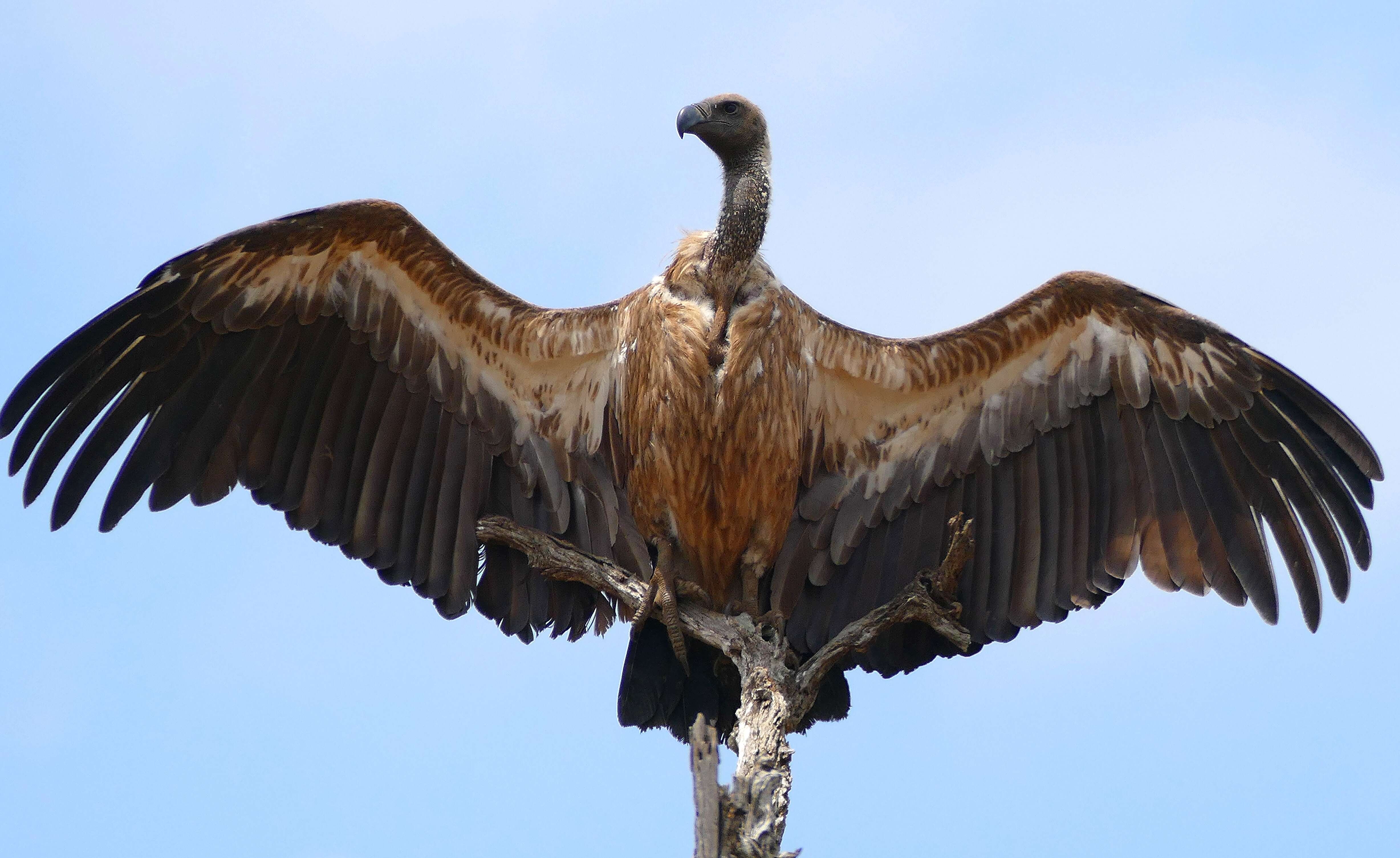 Image of White-backed Vulture