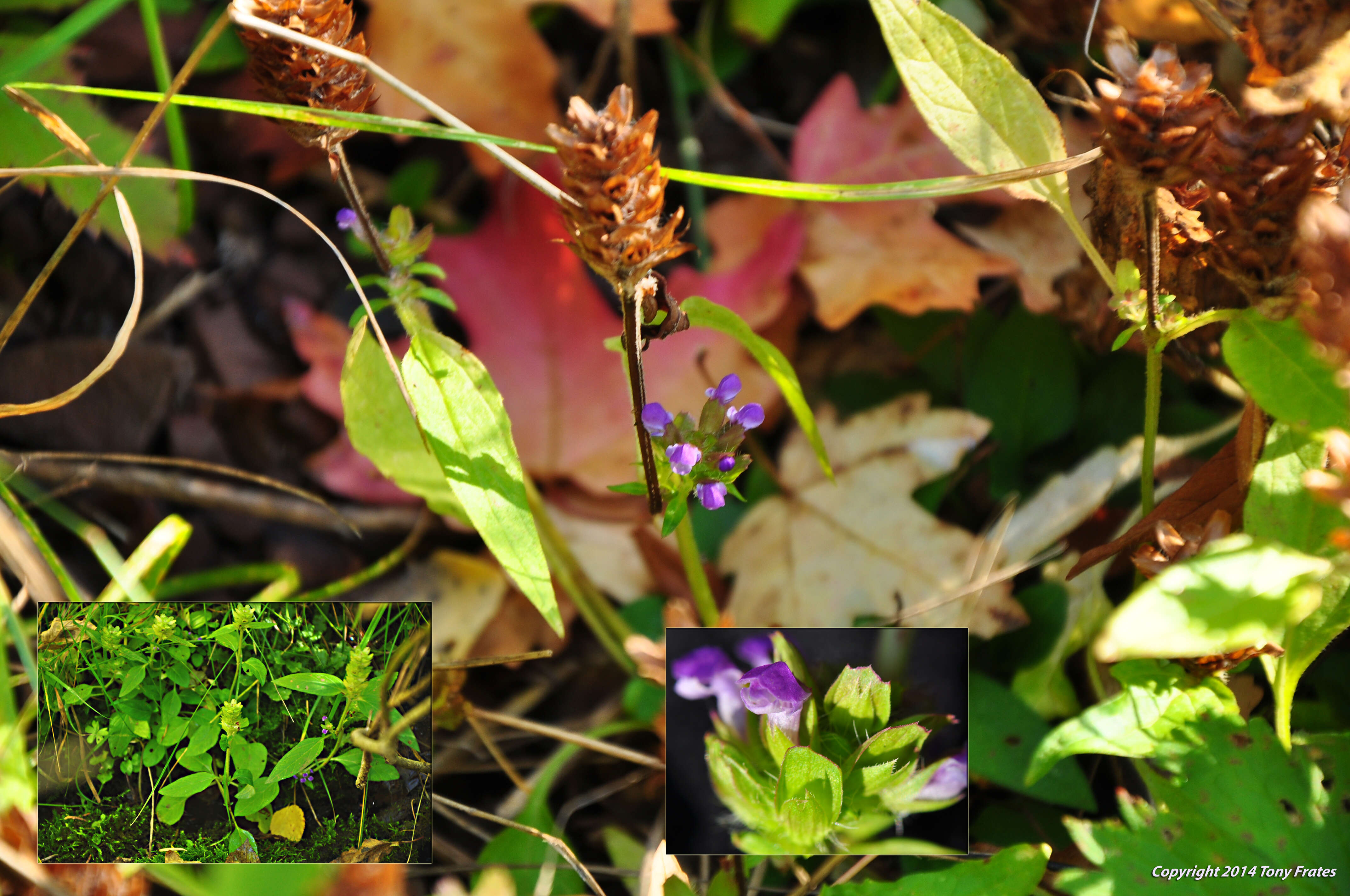 صورة Prunella vulgaris subsp. lanceolata (W. P. C. Barton) Piper & Beattie