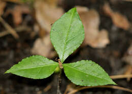 Слика од Arisaema triphyllum (L.) Schott