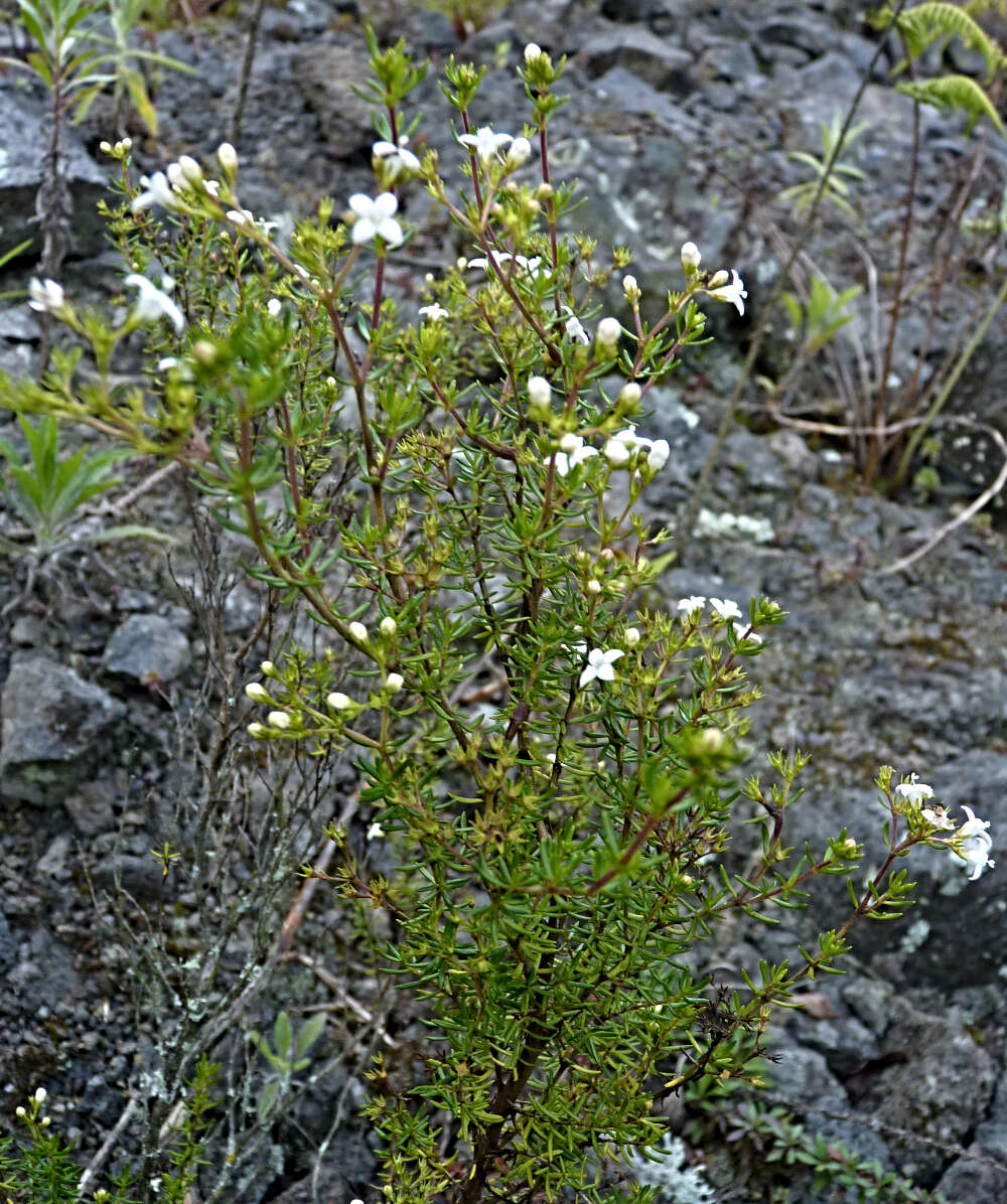 Plancia ëd Arcytophyllum thymifolium (Ruiz & Pav.) Standl.