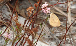 Image of Barred Yellow