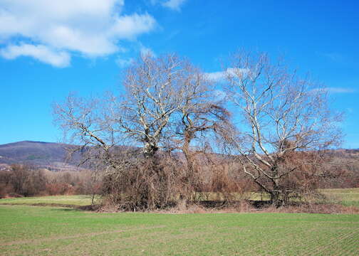 Image of White Poplar