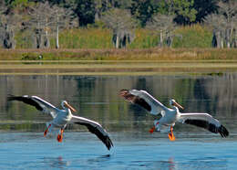 Image of American White Pelican