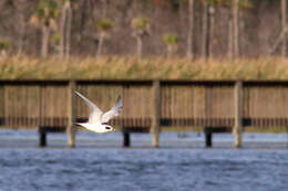 Image of Forster's Tern