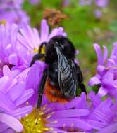 Image of Bombus rupestris (Fabricius 1793)