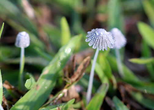 Image of basidiomycete fungi