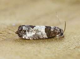 Image of Moth