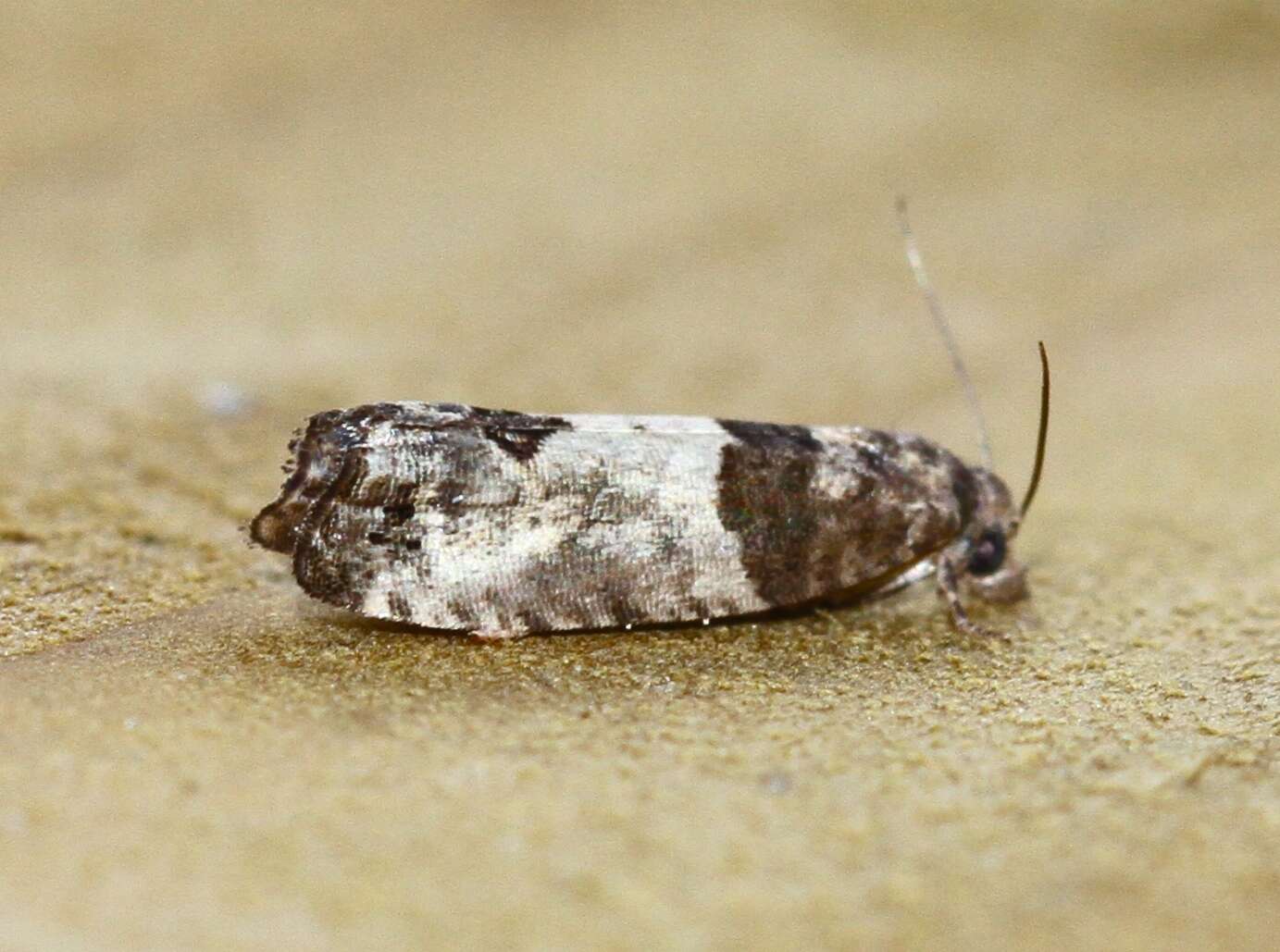 Image of Moth